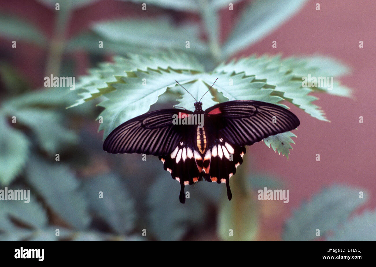 Papillon Grand Mormon Papilio memnon Banque D'Images