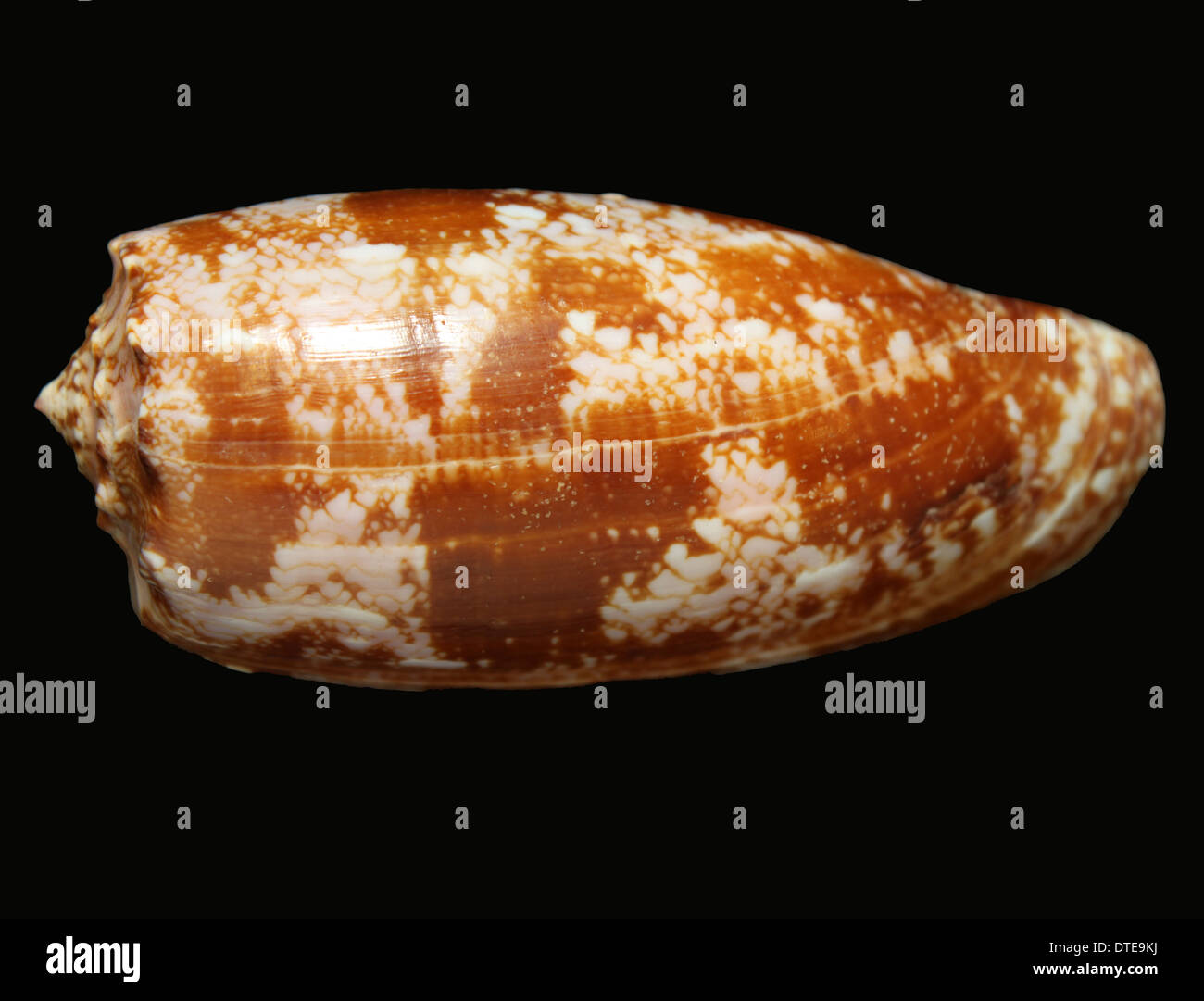La coquille d'un escargot cone géographique (Conus geographus) Banque D'Images