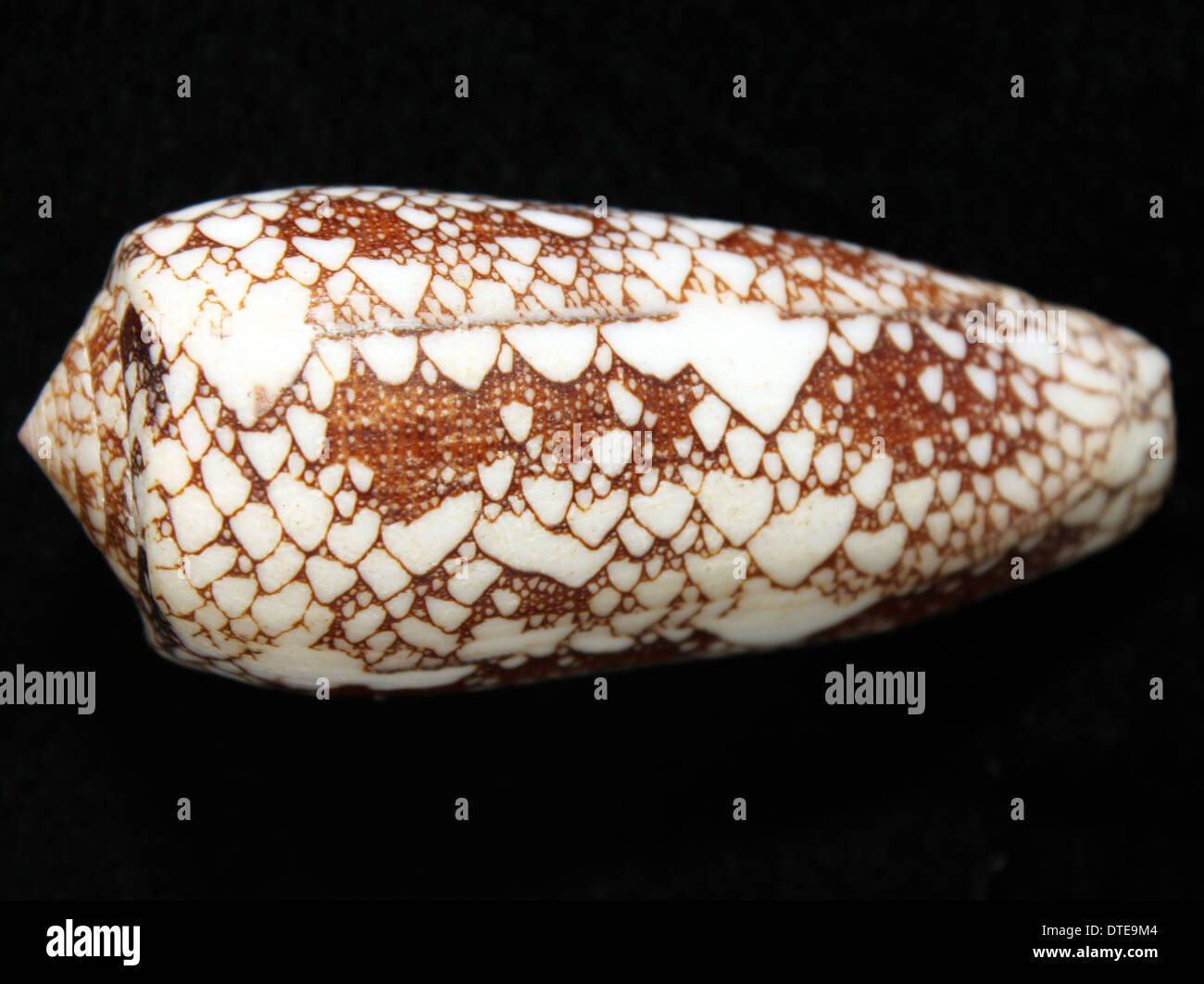 Conus omaria shell Banque D'Images