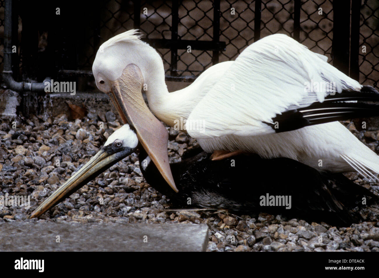 Les pélicans au zoo du Royaume-Uni Banque D'Images