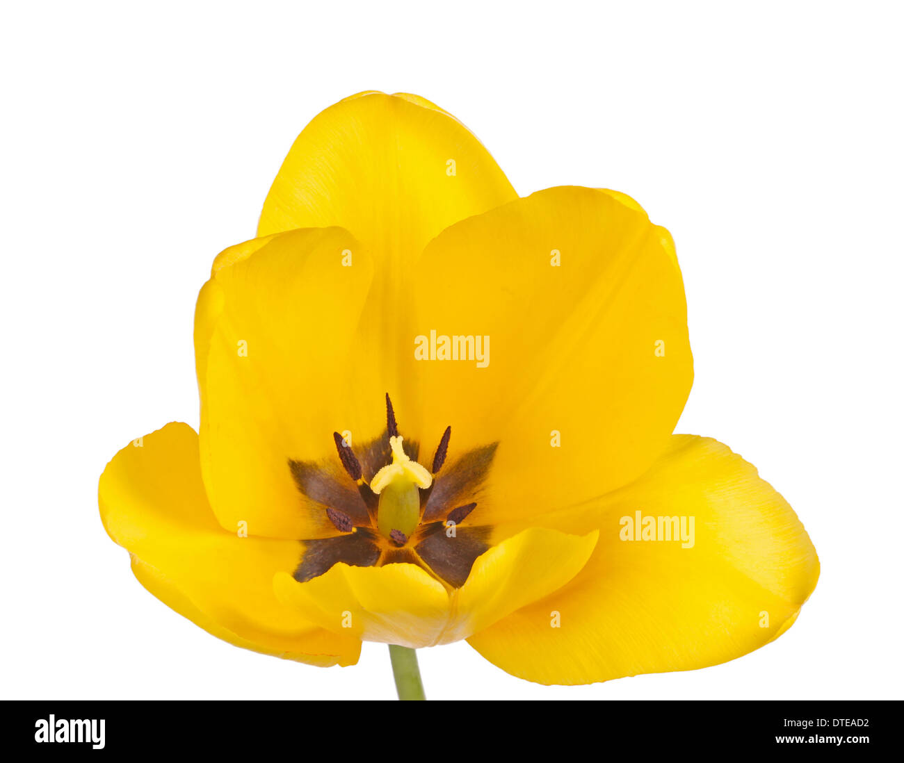 White and yellow tulip flower open Banque d'images détourées - Alamy