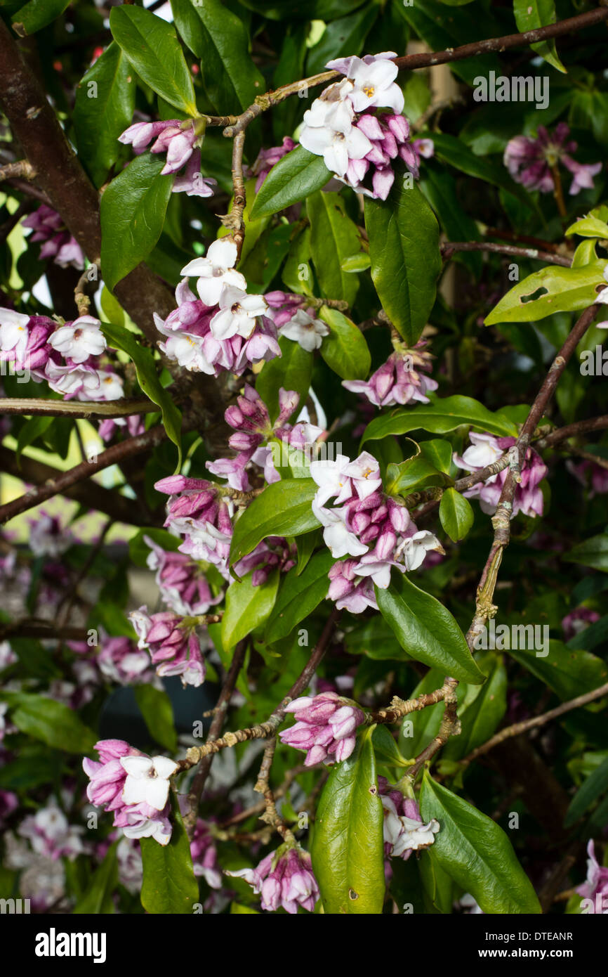 Beaucoup de fleurs odorantes bholua Daphne 'Jacqueline Postill" à la mi-février dans un jardin de Cornouailles. Banque D'Images