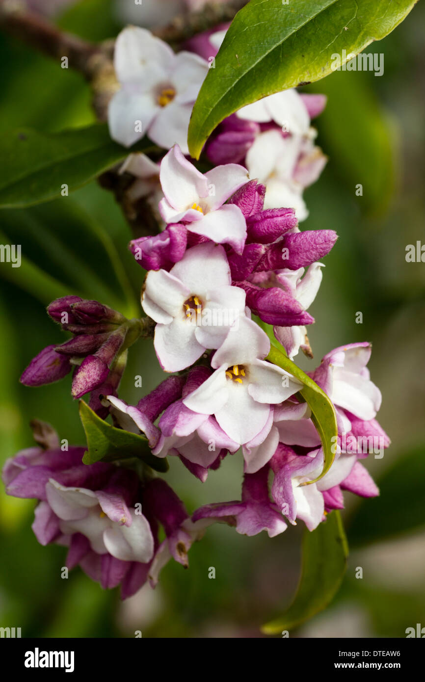 Beaucoup de fleurs odorantes bholua Daphne 'Jacqueline Postill" à la mi-février dans un jardin de Cornouailles. Banque D'Images