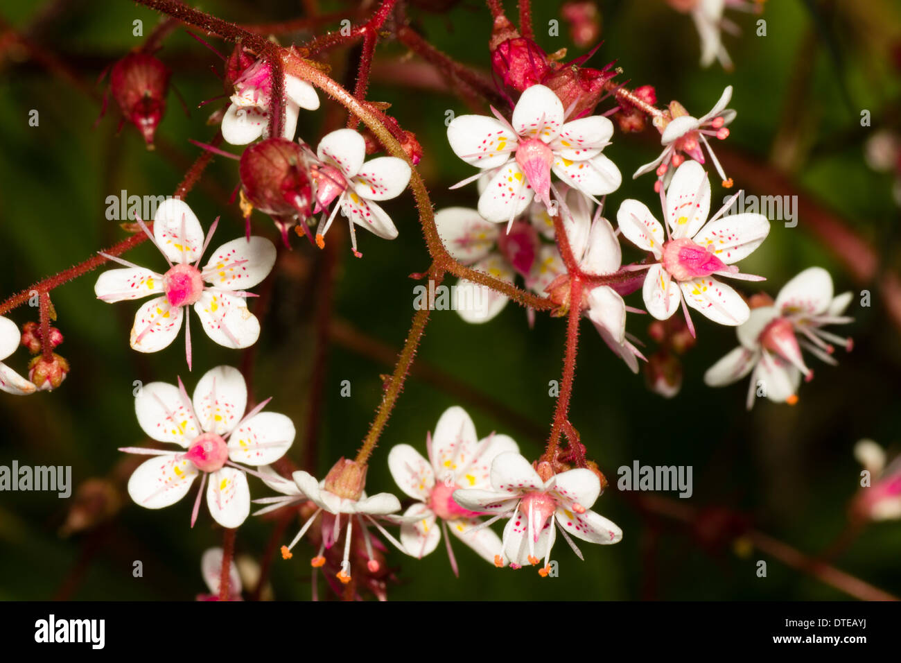 Les fleurs dans l'infloresence de Saxifraga x urbium, London Pride. Banque D'Images