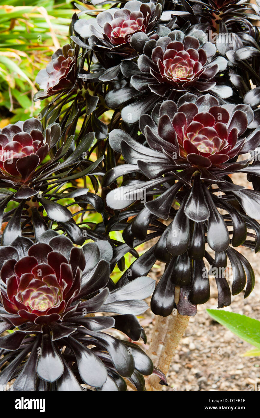 Arbre à feuilles noires, succulentes Aeonium arboreum 'Schwarzkopf', dans un jardin de Cornouailles Banque D'Images