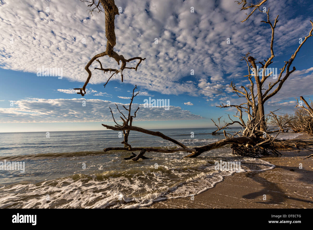 Boneyard Beach à Botany Bay le 16 février 2014, de la plantation à Edisto Island, Caroline du Sud. Chaque année 144 000 verges cubes de sable est lavée par les vagues sur la plage et l'érosion du littoral la forêt côtière le long du bord de mer. Banque D'Images