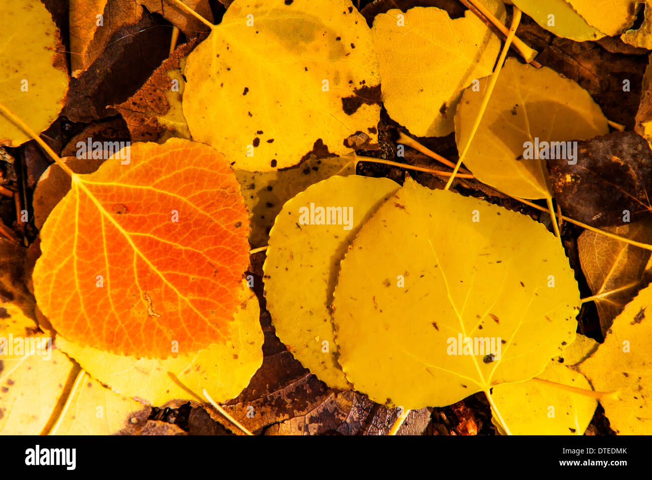 À l'automne les feuilles de peuplier d'or Banque D'Images