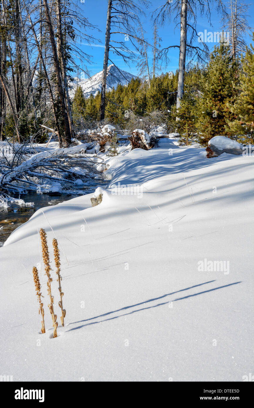 Trois mauvaises herbes dans la nature l'hiver avec neige et montagne Banque D'Images