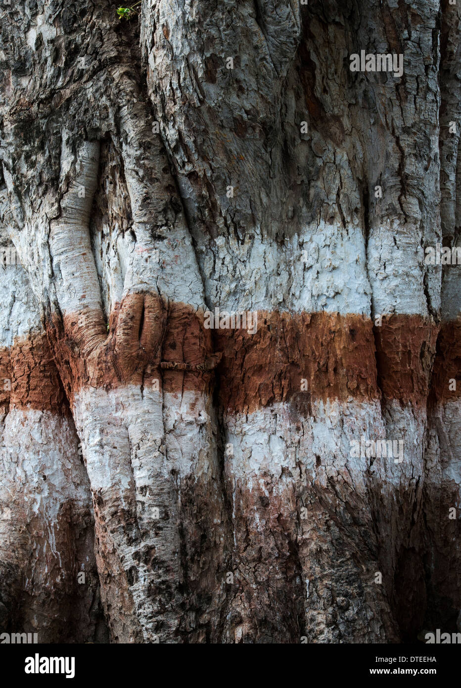 Ficus benghalensis. Indian Banyan Tree Trunk dans un village de culte. L'Inde Banque D'Images