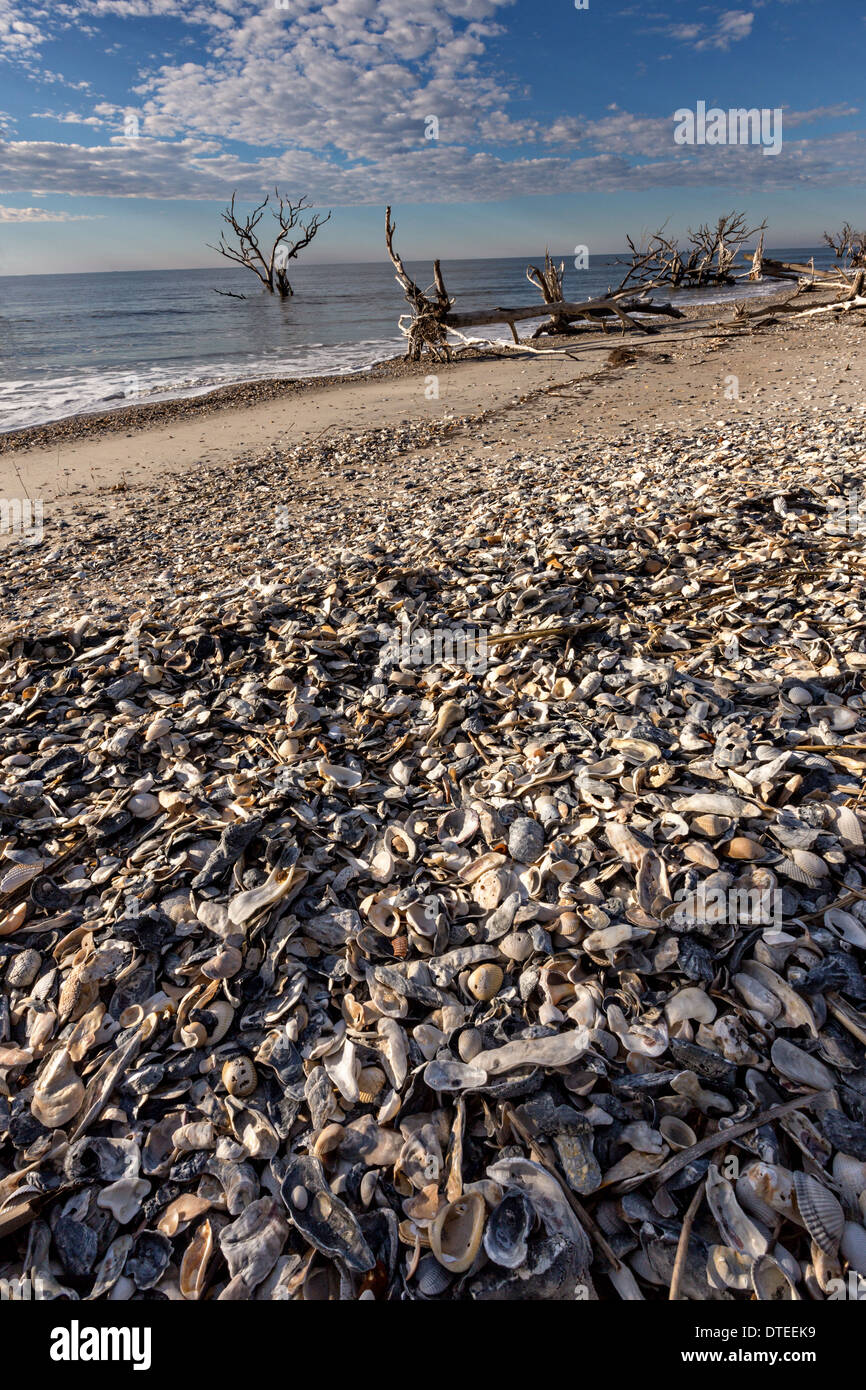 Boneyard Beach à Botany Bay le 16 février 2014, de la plantation à Edisto Island, Caroline du Sud. Chaque année 144 000 verges cubes de sable est lavée par les vagues sur la plage et l'érosion du littoral la forêt côtière le long du bord de mer. Banque D'Images