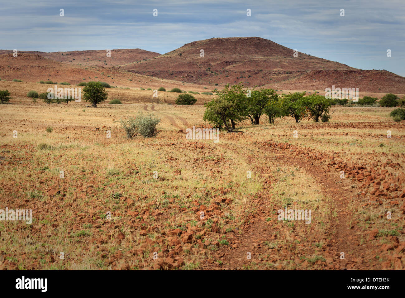 Groupe d'arbres d'acacia en désert le long de la route menant à travers le désert à la Skeleton Coast. Banque D'Images