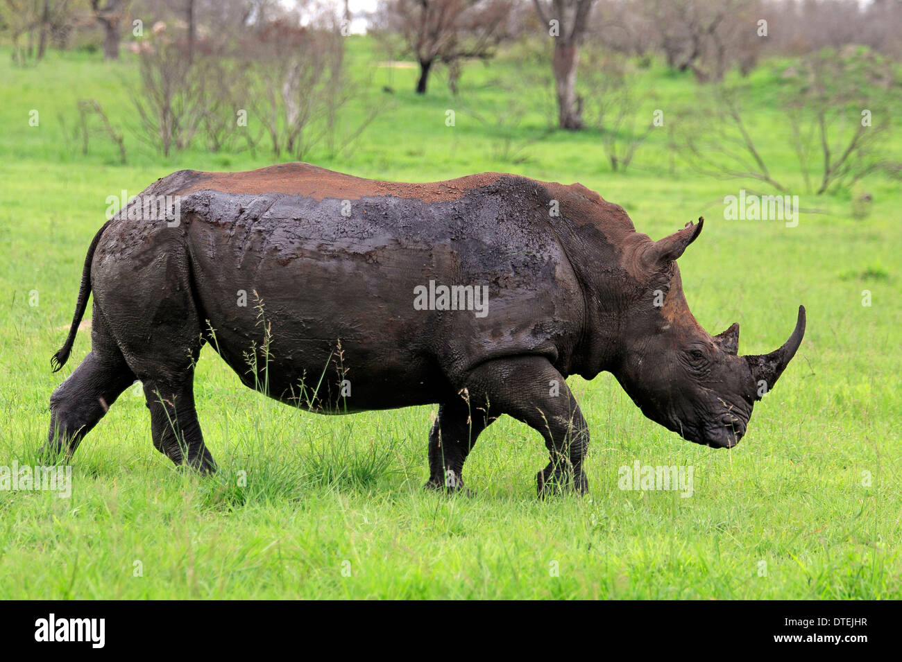 À large goulot, rhinocéros Sabi Sabi Game Reserve, Kruger National Park, Afrique du Sud (Ceratotherium simum) / / Banque D'Images