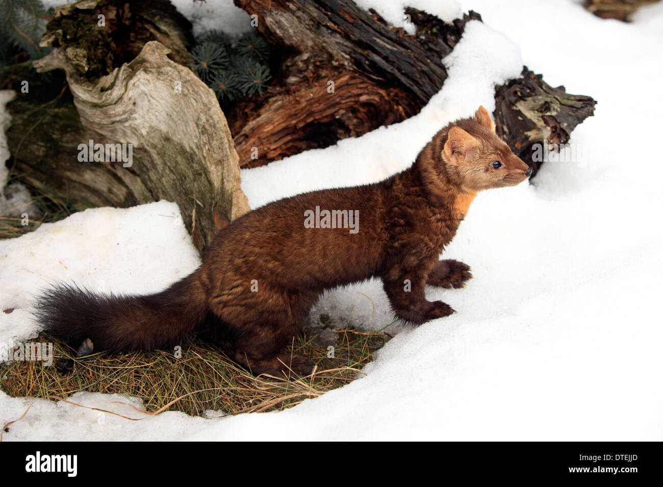 La martre des pins, Montana, USA / (Martes martes) Banque D'Images