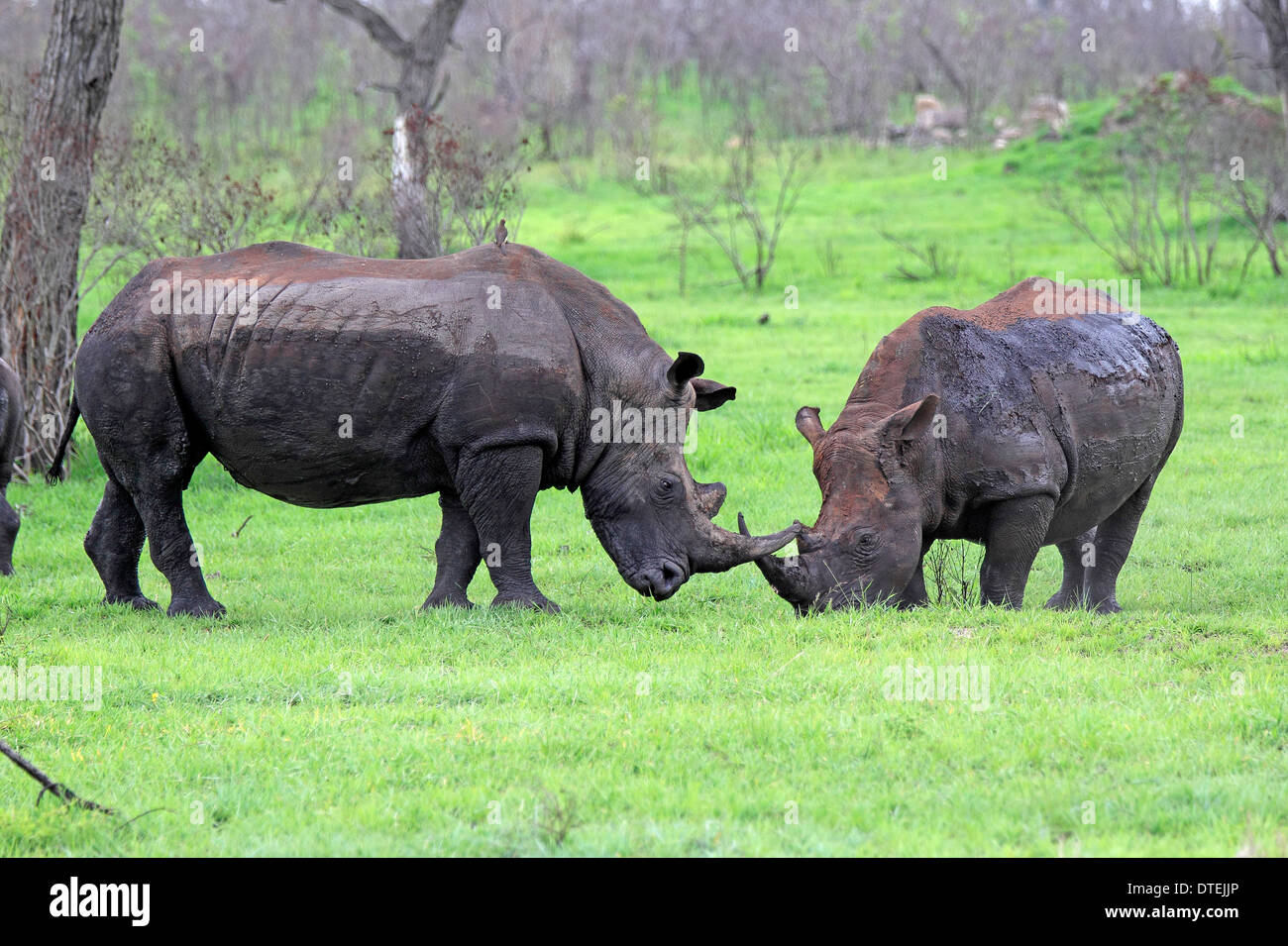 Rhinocéros à large goulot, hommes, Sabi Sabi Game Reserve, Kruger National Park, Afrique du Sud (Ceratotherium simum) / Banque D'Images