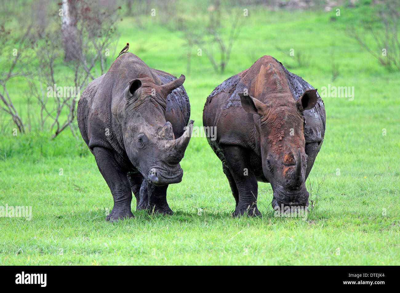 Rhinocéros à large goulot, hommes, Sabi Sabi Game Reserve, Kruger National Park, Afrique du Sud (Ceratotherium simum) / Banque D'Images