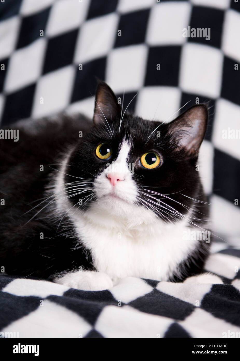 'Noir et blanc' tuxedo cat Banque D'Images