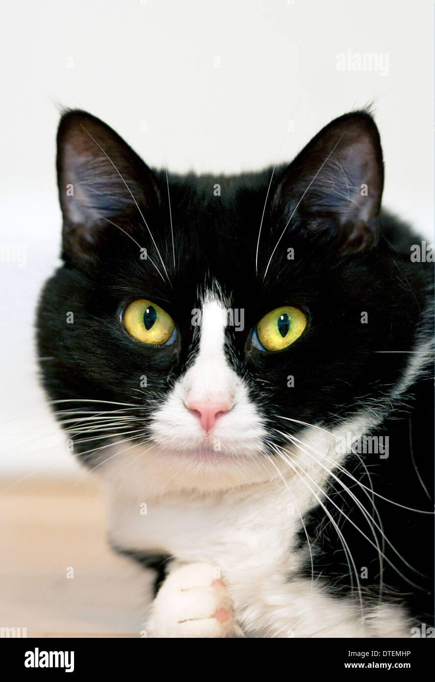 'Noir et blanc' tuxedo cat Banque D'Images