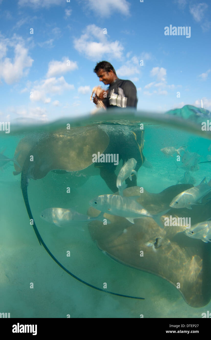 Split shot de l'alimentation de l'homme Whiprays Rose, Himantura fai, Banyan Tree Vabbinfaru,, North Male Atoll, Maldives Banque D'Images