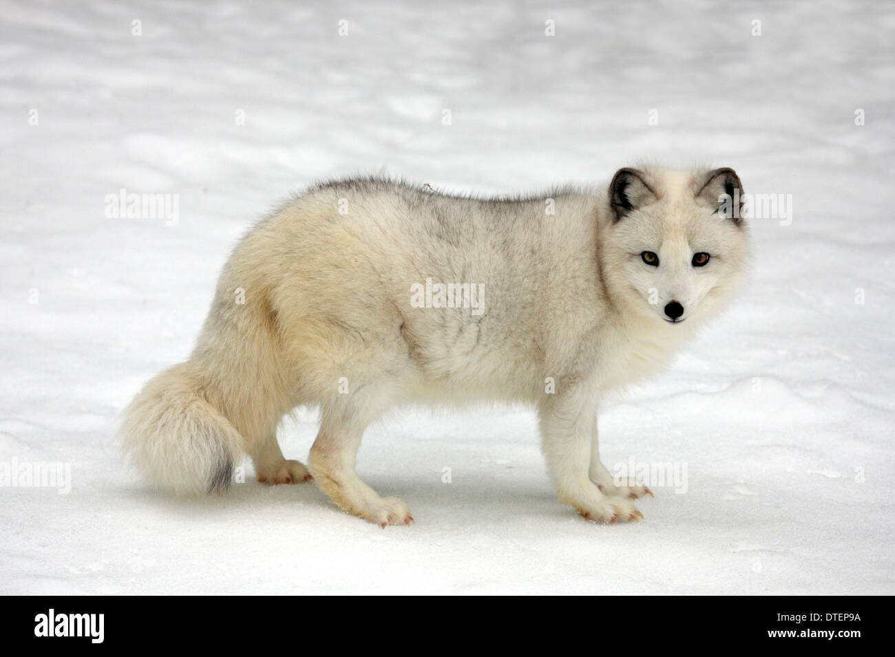 / Le renard arctique (Vulpes lagopus, Alopex lagopus) / côté Banque D'Images