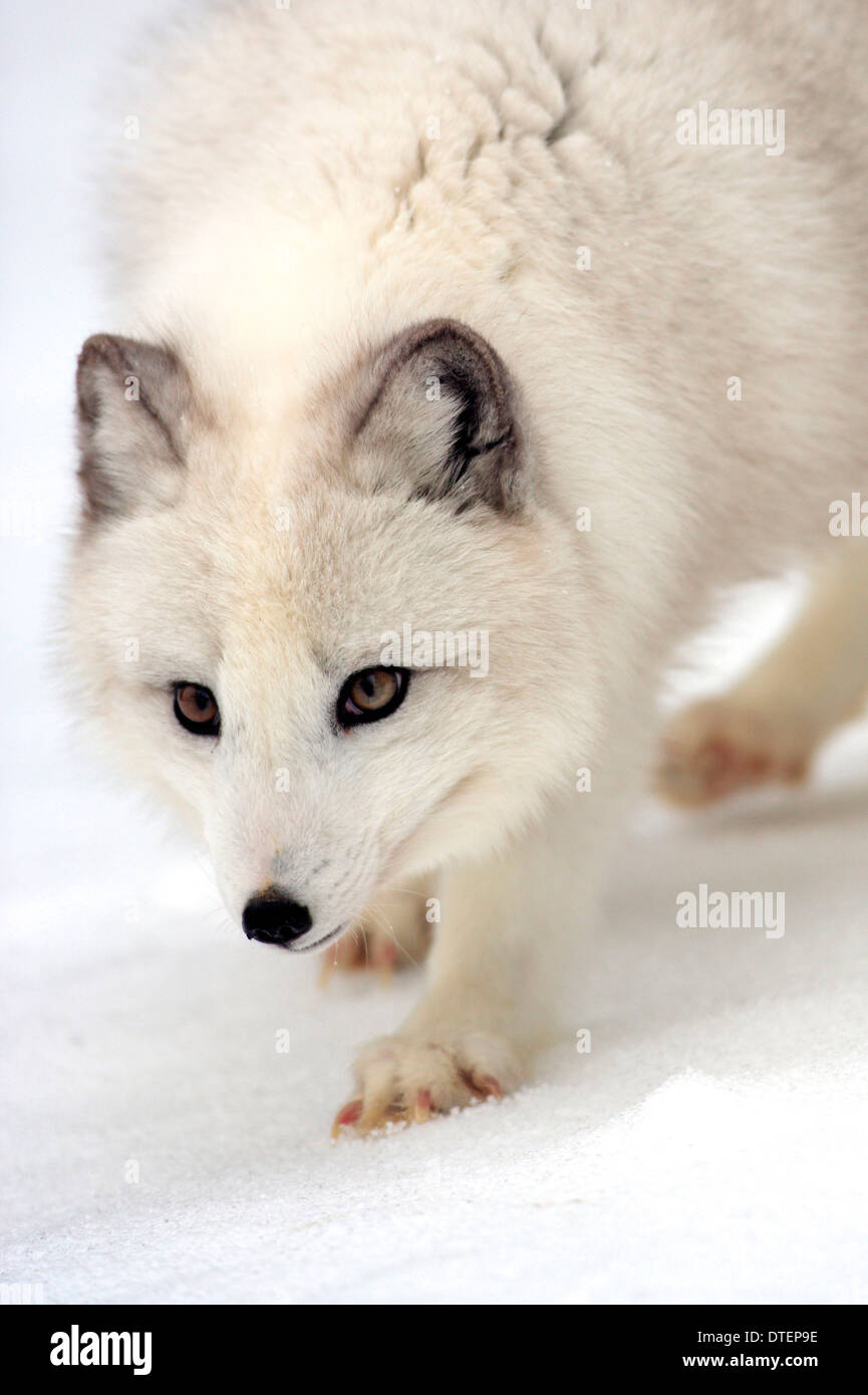 / Le renard arctique (Vulpes lagopus, Alopex lagopus) Banque D'Images