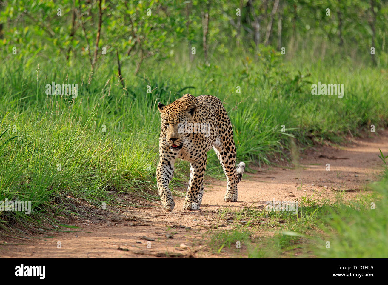 Léopard africain, Sabi Sabi Game Reserve, Kruger National Park, Afrique du Sud / (Panthera pardus) Banque D'Images