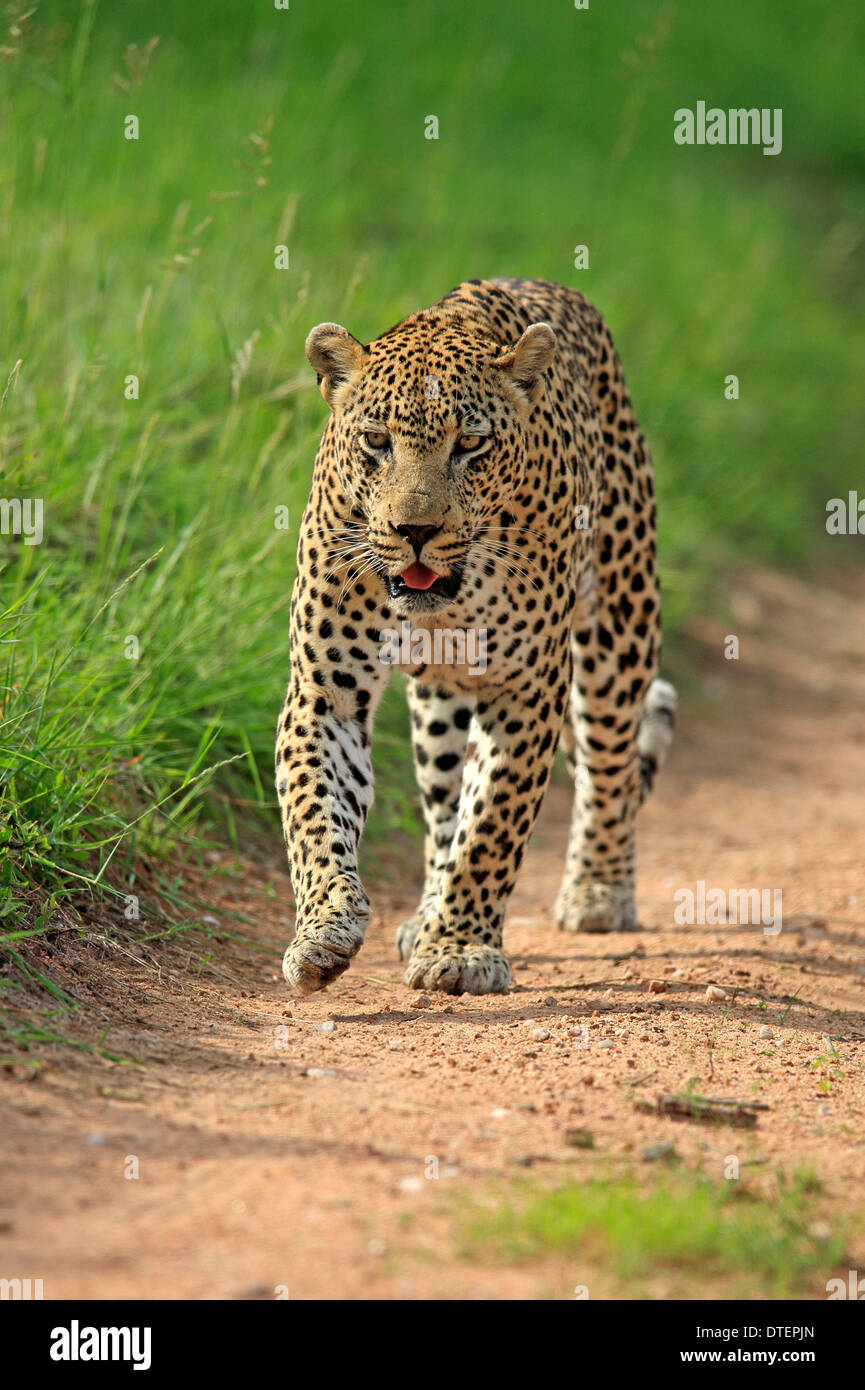 Léopard africain, Sabi Sabi Game Reserve, Kruger National Park, Afrique du Sud / (Panthera pardus) Banque D'Images