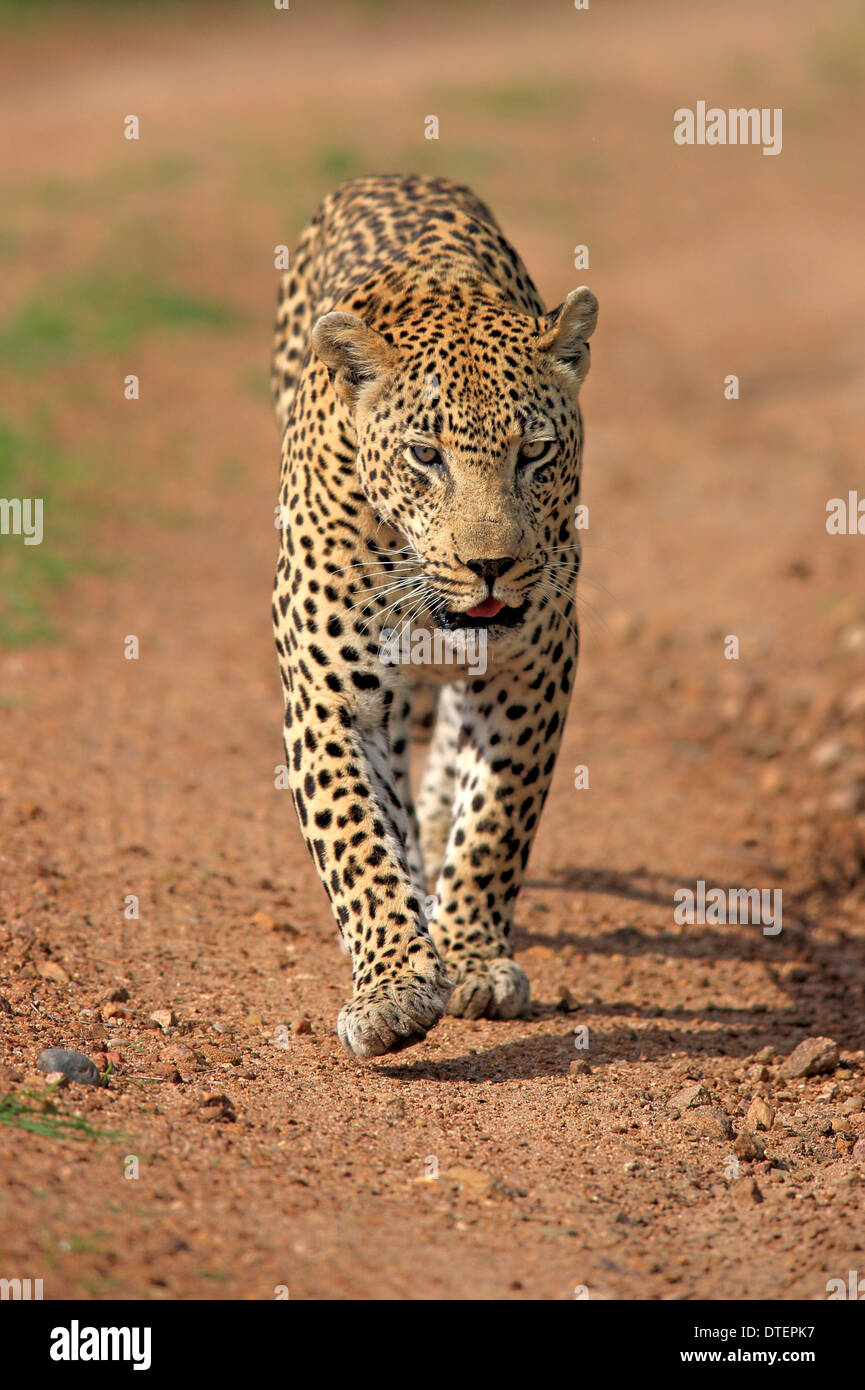 Léopard africain, Sabi Sabi Game Reserve, Kruger National Park, Afrique du Sud / (Panthera pardus) Banque D'Images