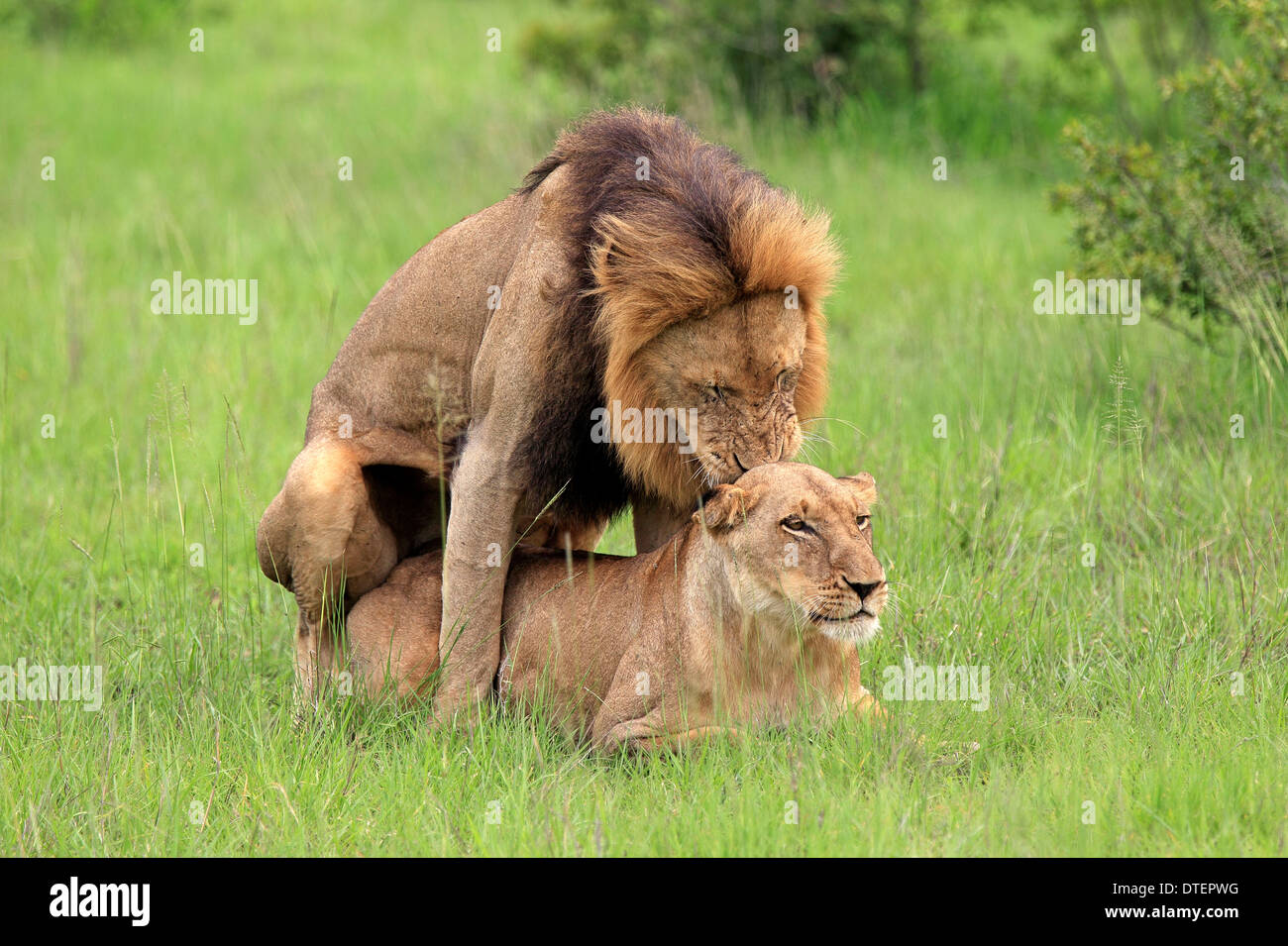 Les Lions africains, paire, l'accouplement, Sabi Sabi Game Reserve, Kruger National Park, Afrique du Sud / (Panthera leo) / lionne Banque D'Images