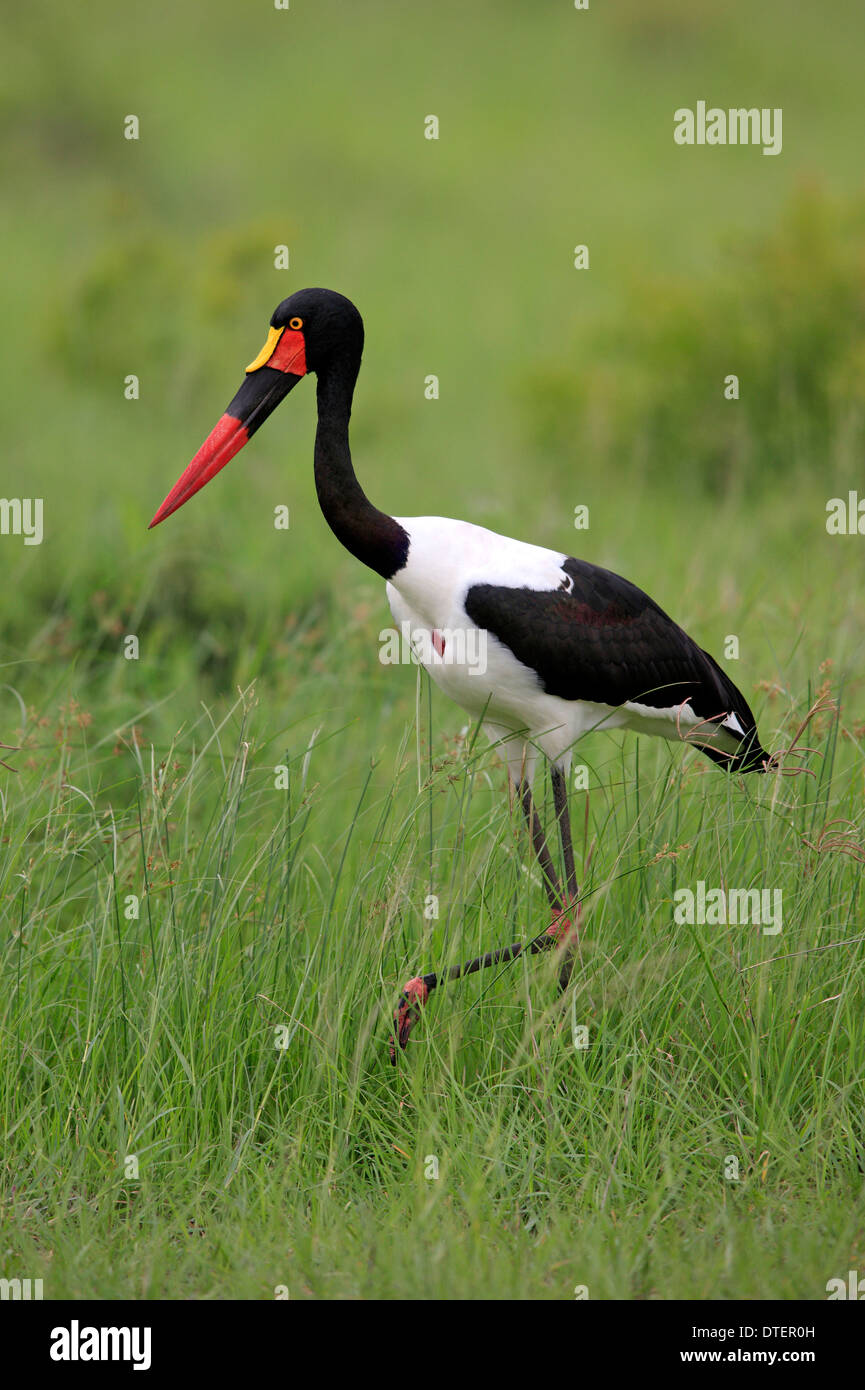 Saddle-bill Stork, Sabi Sabi game reserve, Kruger National Park, Afrique du Sud / (Ephippiorhynchus senegalensis) / côté Banque D'Images