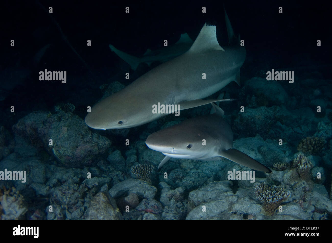 Requin Carcharhinus melanopterus, requins, à un jardin de corail, Vabbinfaru, North Male Atoll, Maldives Banque D'Images