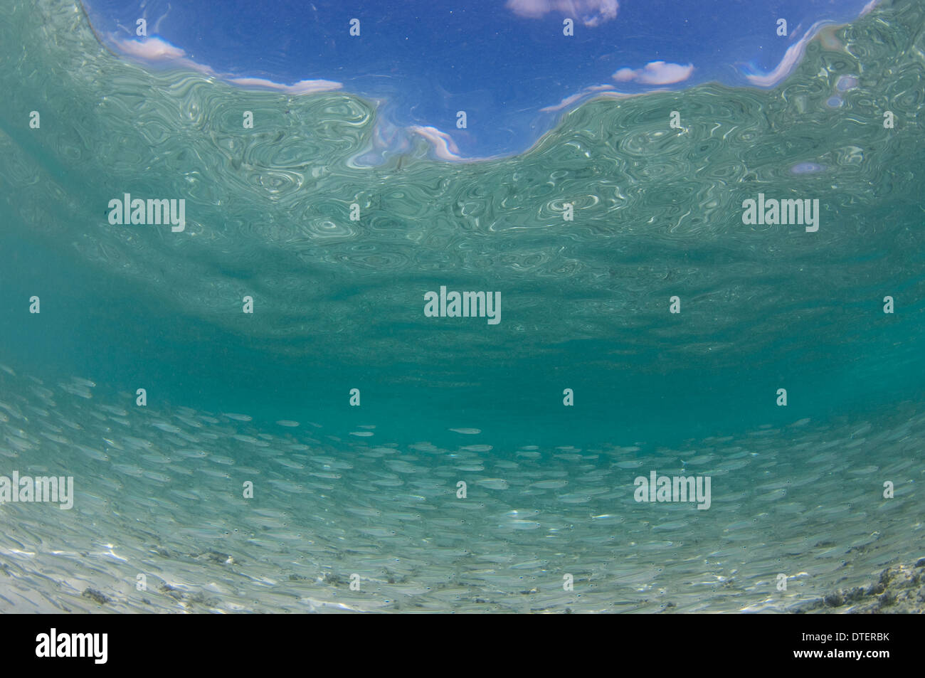 Grande école de Selar crumenophthalmus, Scad obèse, dans les eaux peu profondes, courbure, l'Atoll de Malé Sud, aux Maldives Banque D'Images