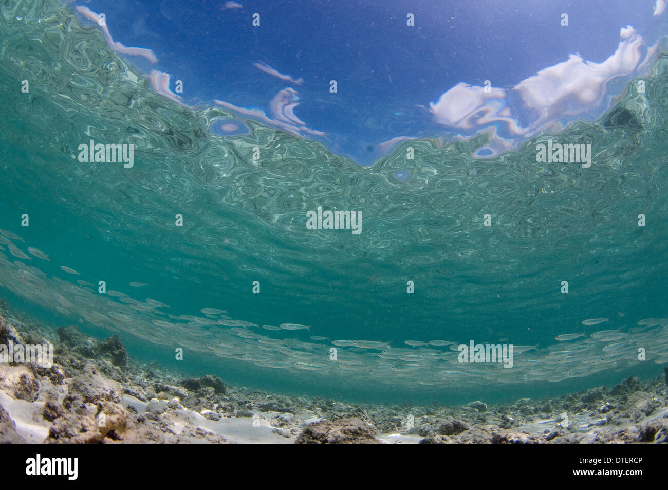 Grande école de Selar crumenophthalmus, Scad obèse, dans les eaux peu profondes, courbure, l'Atoll de Malé Sud, aux Maldives Banque D'Images
