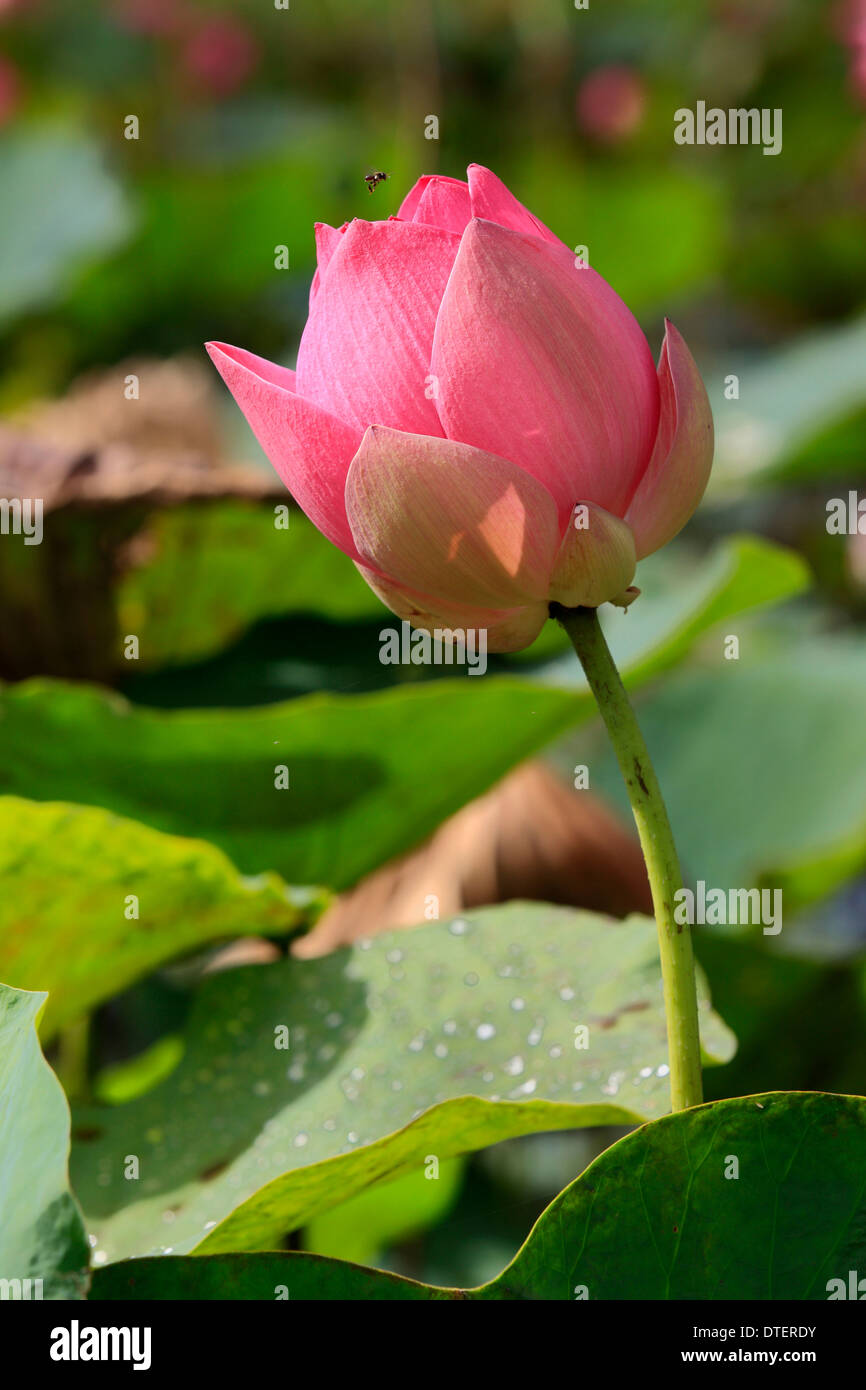 Lotus indien, Kota Kinabalu, Sabah, Bornéo, Malaisie / (Nelumbo nucifera) Banque D'Images