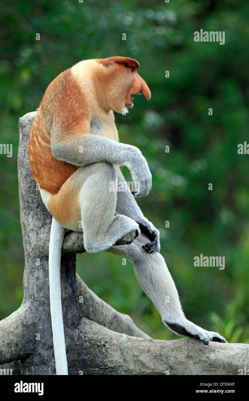 Proboscis Monkey, homme, Labuk Bay, Sabah, Bornéo, Malaisie / (Nasalis larvatus) Banque D'Images