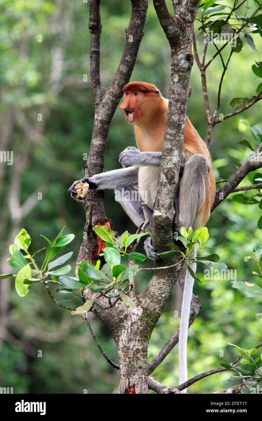Proboscis Monkey, femme, Labuk Bay, Sabah, Bornéo, Malaisie / (Nasalis larvatus) Banque D'Images