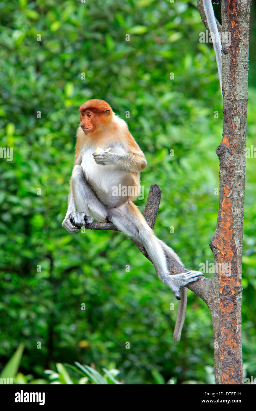 Proboscis Monkey, femme, Labuk Bay, Sabah, Bornéo, Malaisie / (Nasalis larvatus) Banque D'Images