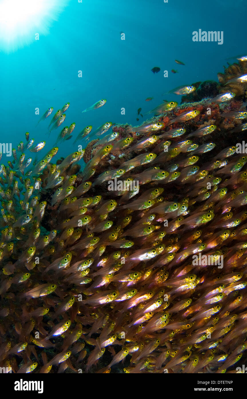 Grande école de Golden Sweeper, Parapriacanthus ransonneti, profil, l'Atoll de Malé Sud, aux Maldives Banque D'Images