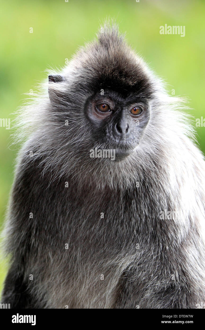 Feuille argenté Monkey, Labuk Bay, Sabah, Bornéo, Malaisie / (Trachypithecus cristatus cristatus) / Écureuil, Langur argenté Banque D'Images