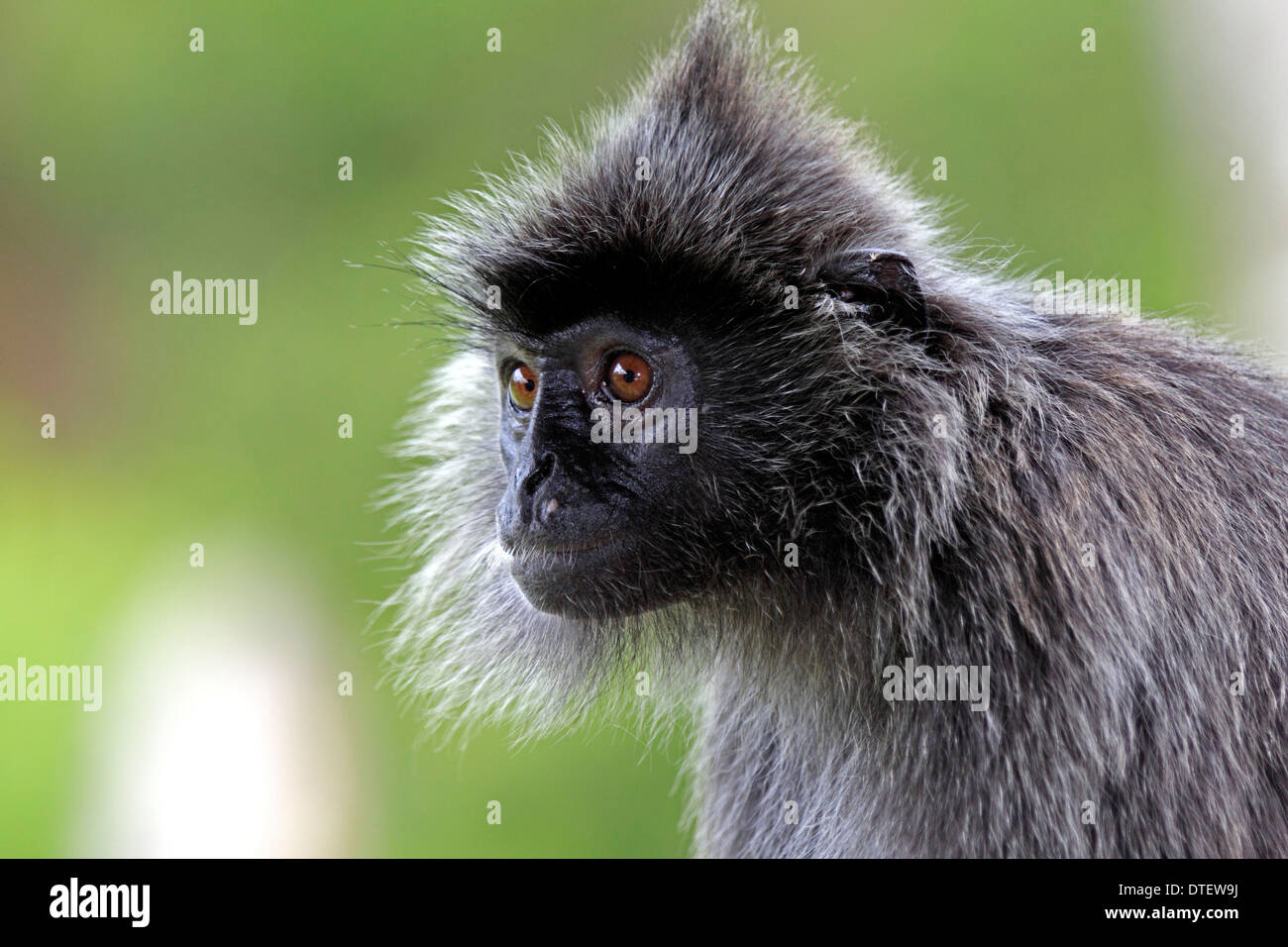 Feuille argenté Monkey, Labuk Bay, Sabah, Bornéo, Malaisie / (Trachypithecus cristatus cristatus) / Écureuil, Langur argenté Banque D'Images