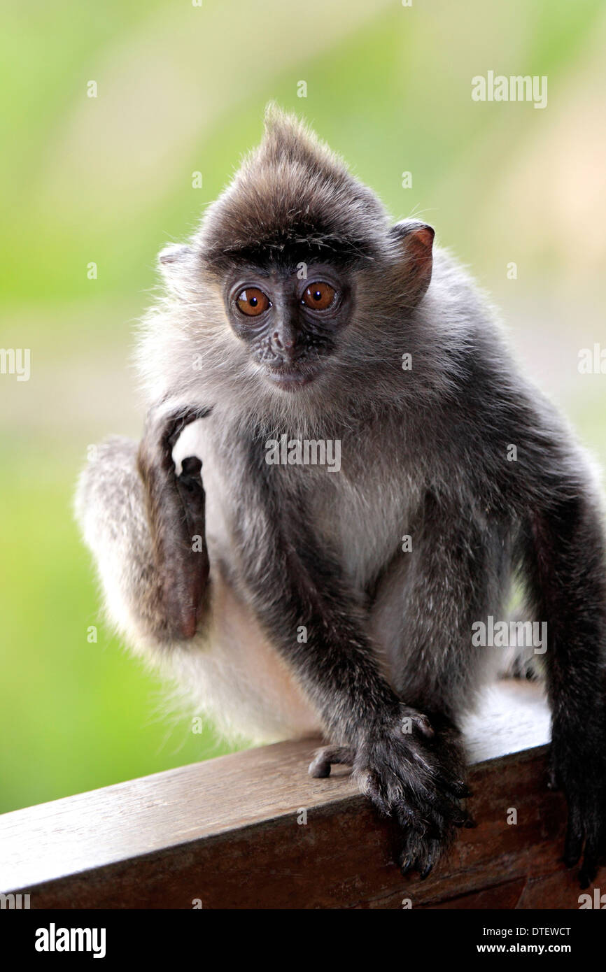 Feuille argenté jeune singe Labuk Bay Sabah Bornéo Malaisie / (Trachypithecus cristatus cristatus) / Écureuil Langur argenté Banque D'Images