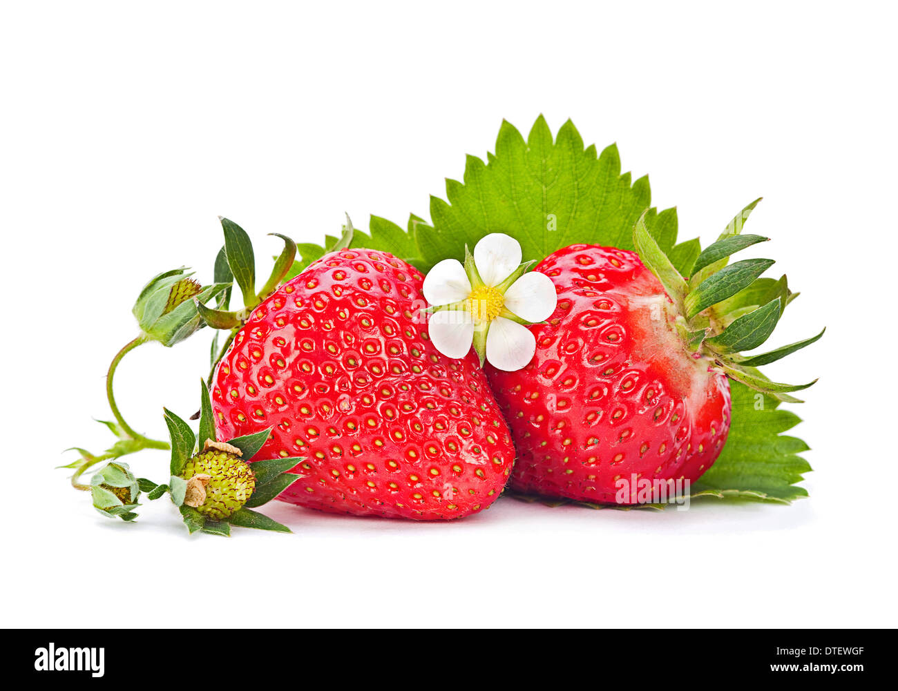 Gros plan fruits Strawberrie isolated on white Banque D'Images