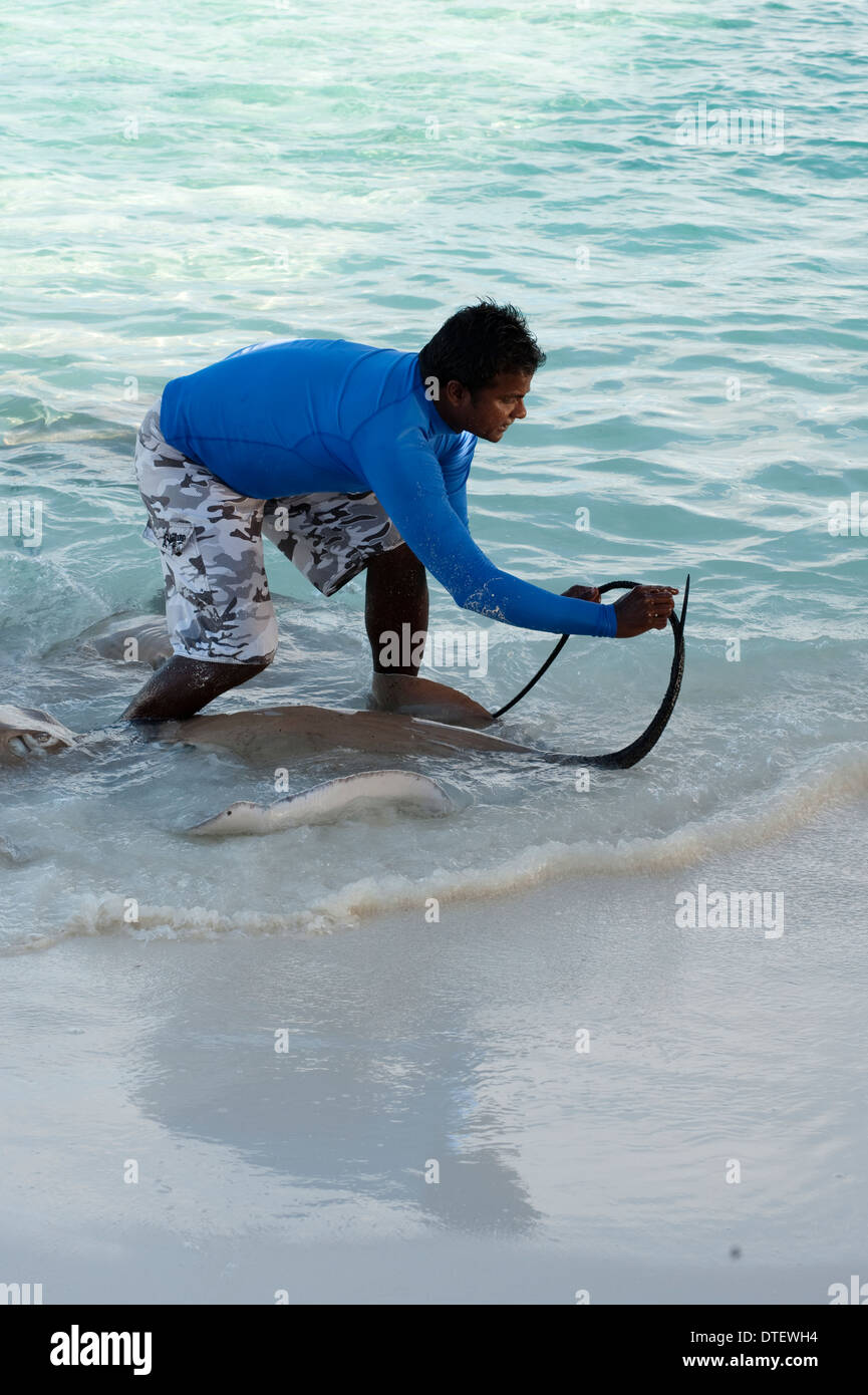 Montre homme Whiprays la queue de Rose, Himantura fai, dans des eaux peu profondes, Banyan Tree Vabbinfaru, l'Atoll de Malé Nord, les Maldives Banque D'Images