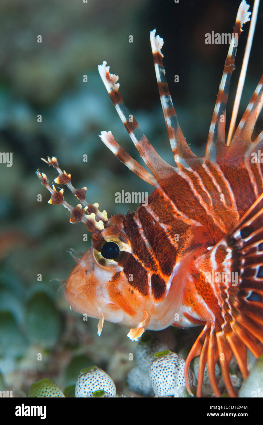 Dendrochirus Zebra poissons Lion, zèbre, les Maldives Banque D'Images