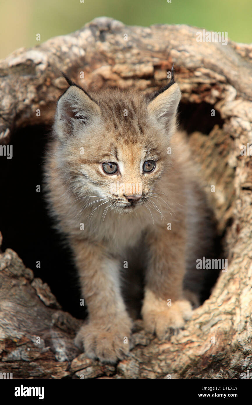 Les Lynx, CUB, 8 semaines / Lynx (Lynx canadensis, Felis lynx canadensis Lynx / argent) Banque D'Images