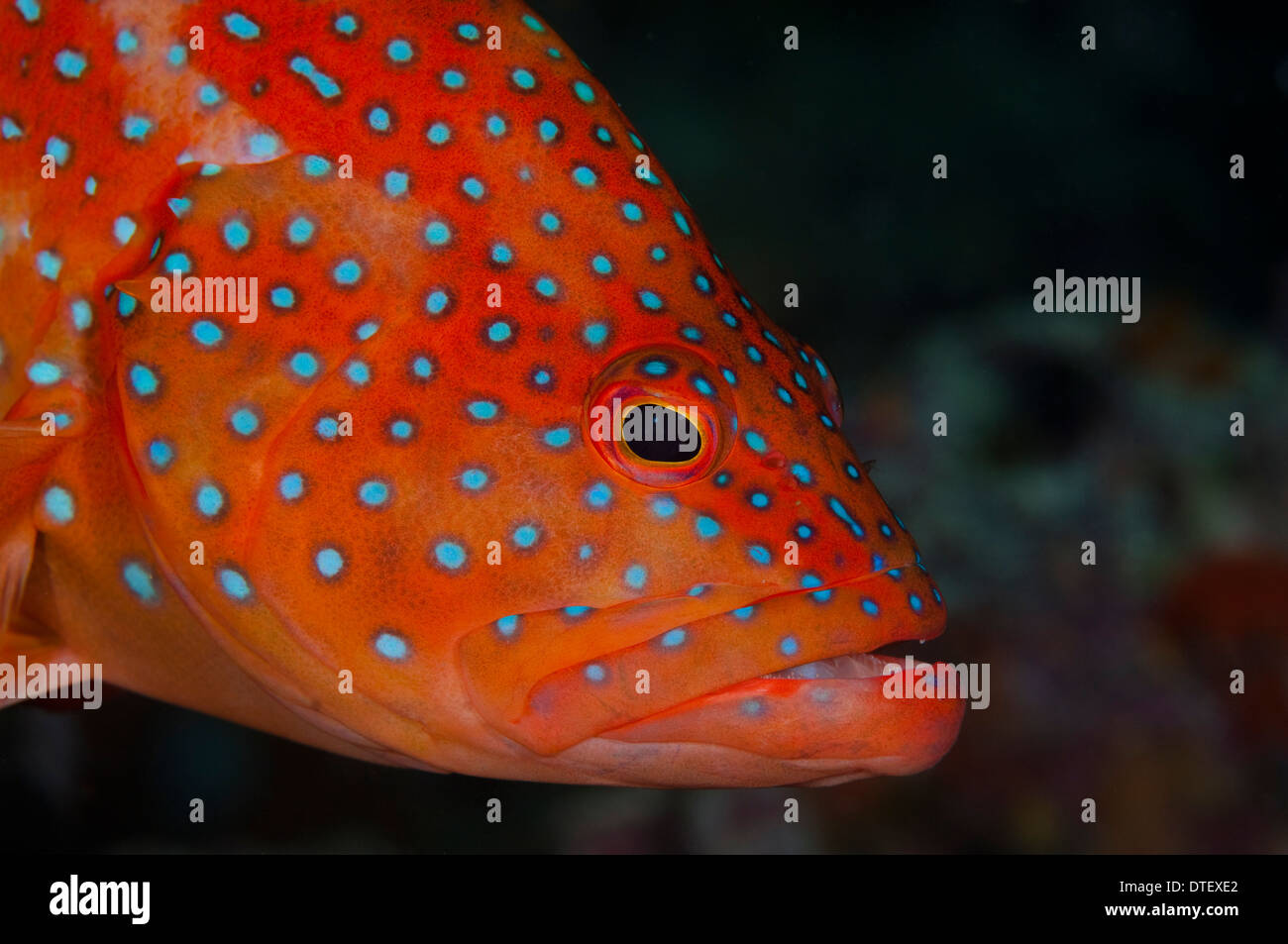 Loches Cephalopholis miniata, corail, portrait, les Maldives Banque D'Images