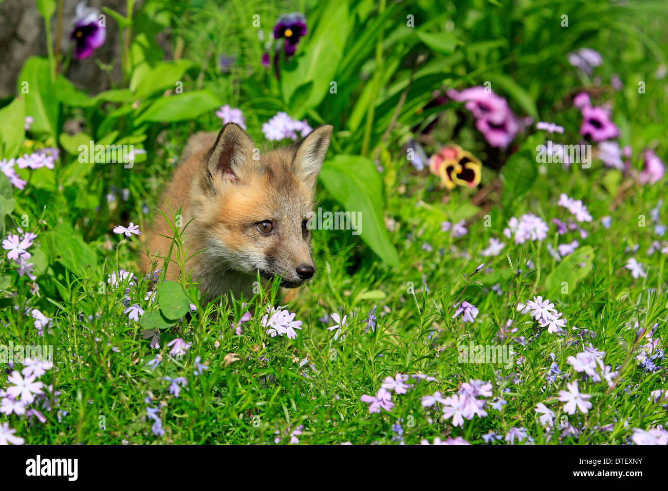 American Red Fox, CUB, 10 semaines / (Vulpes vulpes fulva) Banque D'Images