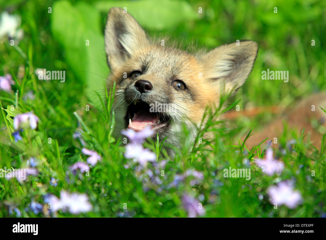 American Red Fox, CUB, 10 semaines / (Vulpes vulpes fulva) Banque D'Images