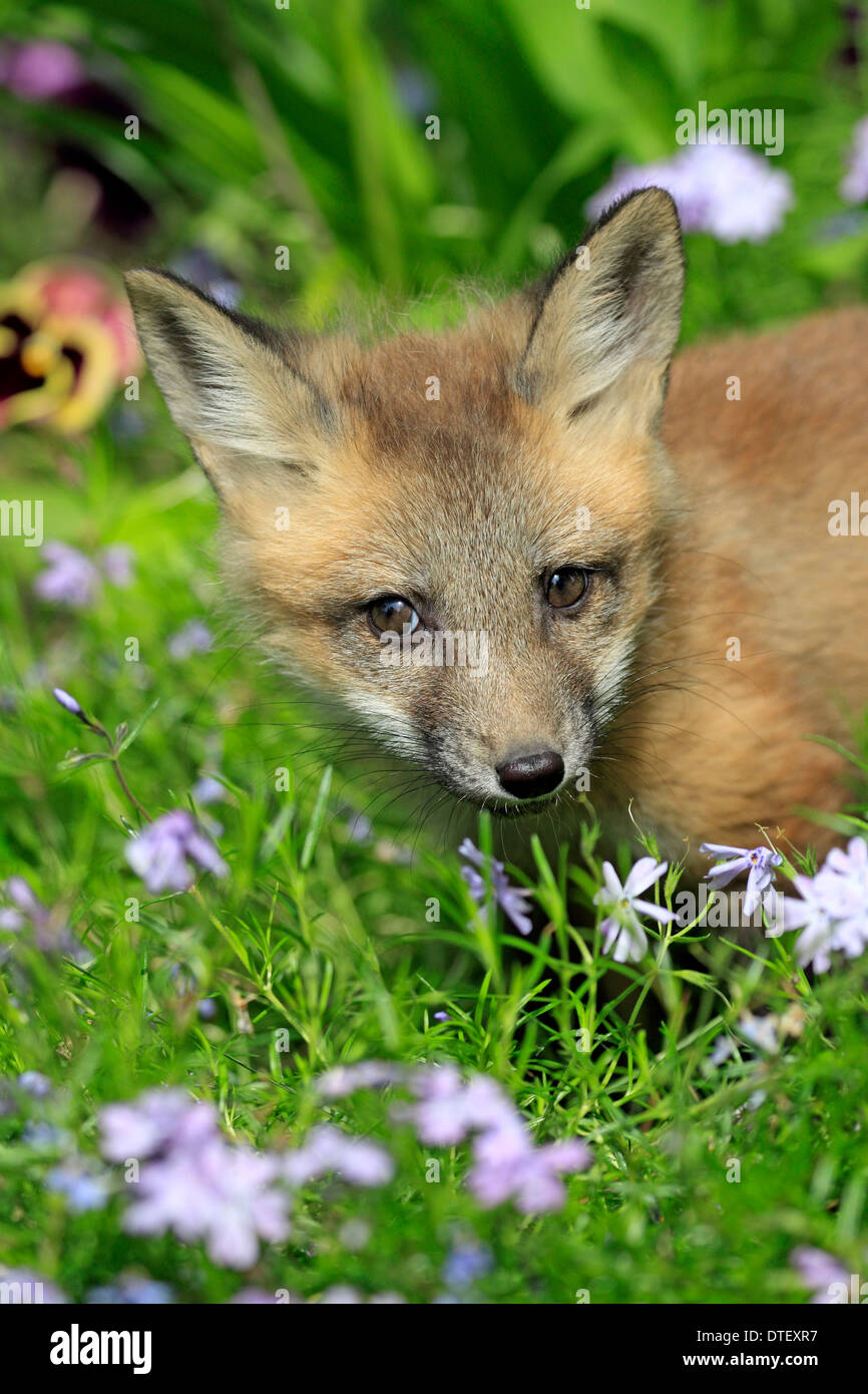 American Red Fox, CUB, 10 semaines / (Vulpes vulpes fulva) Banque D'Images