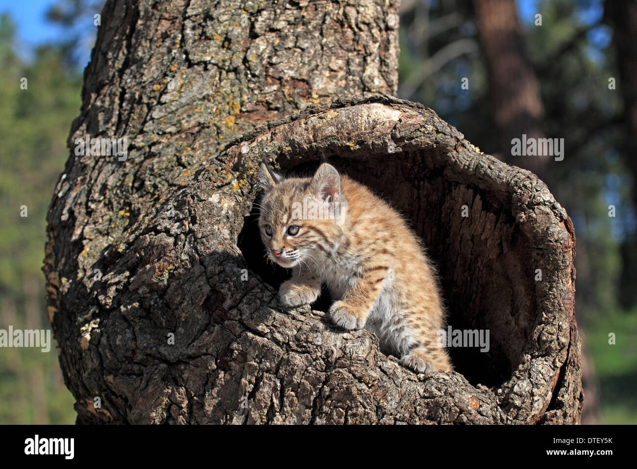 Bobcat, CUB, 8 semaines, à den / (Lynx rufus, Felis rufa) Banque D'Images