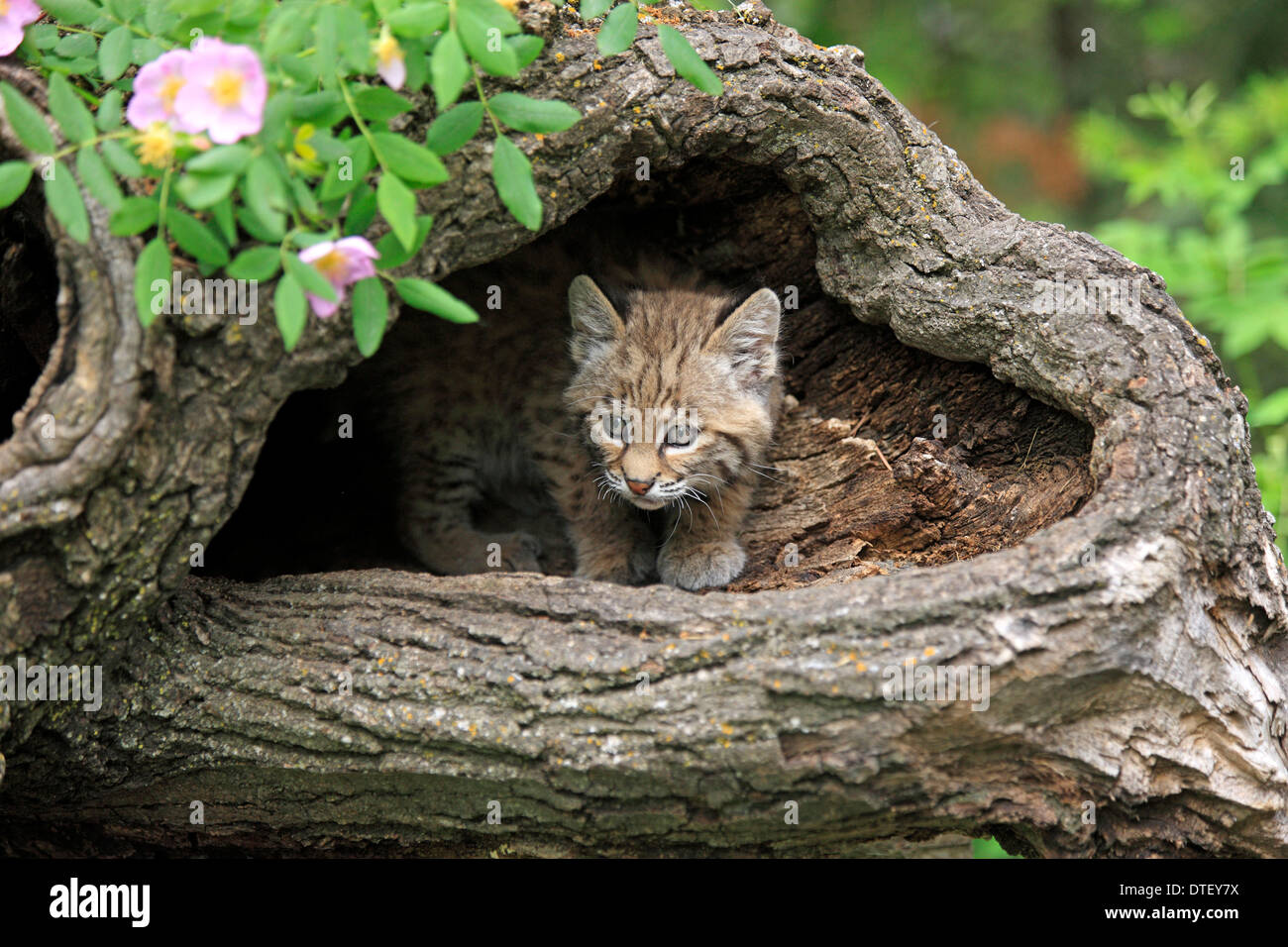 Bobcat, CUB, 8 semaines, à den / (Lynx rufus, Felis rufa) Banque D'Images